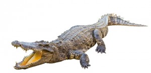 Alligator