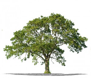 Natuuraandelen